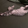 kitten, cat, sleeping, fur, pet, animal, bed, resting, cozy, domestic, cute, whiskers, paws, relaxed, indoor, feline, gray, soft, young, peaceful