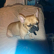Chato is registered to the contest to win money with this photo: animal, bed, brown, canine, clutter, collar, dog, ears, face, french_bulldog, furniture, indoor, light_glare, pet, resting, room, sleepy, small_dog, unimpressed, wrinkled_bedspread