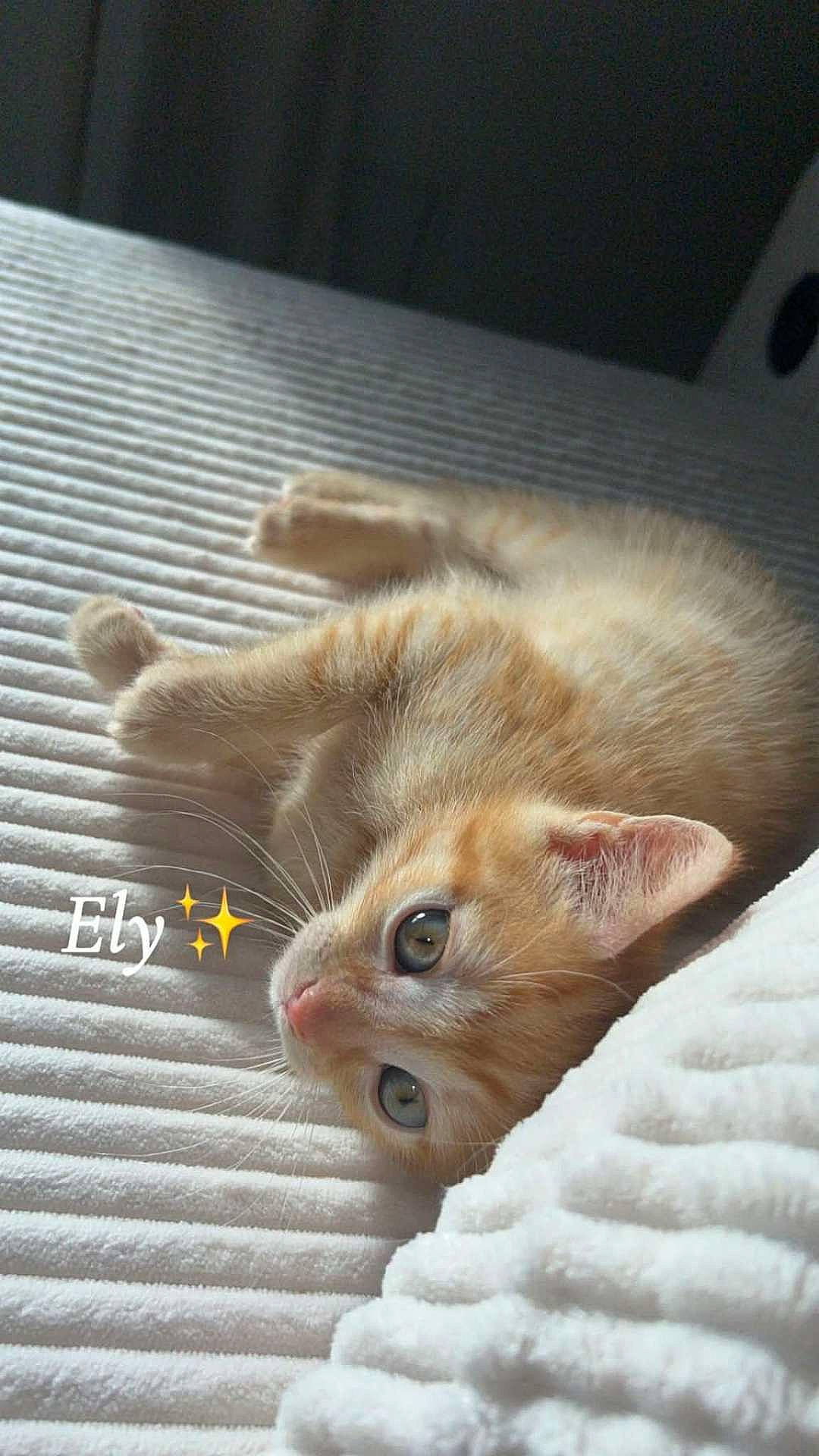 Ely a rejoint le concours — aidez-le/la à gagner de superbes lots ! animal, blanket, cat, closeup, cozy, cute, ears, eyes, fur, indoor, kitten, lying_down, orange_cat, pet, resting, sleepy, soft_light, whiskers, white_blanket, young_animal