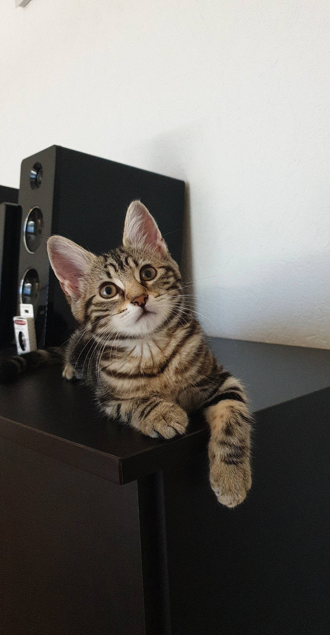 Chypie participe au concours pour gagner de l'argent avec cette photo : art, carnivore, cat, domestic_short_haired_cat, felidae, fur, output_device, paw, sitting, small_to_medium_sized_cats, tail, whiskers