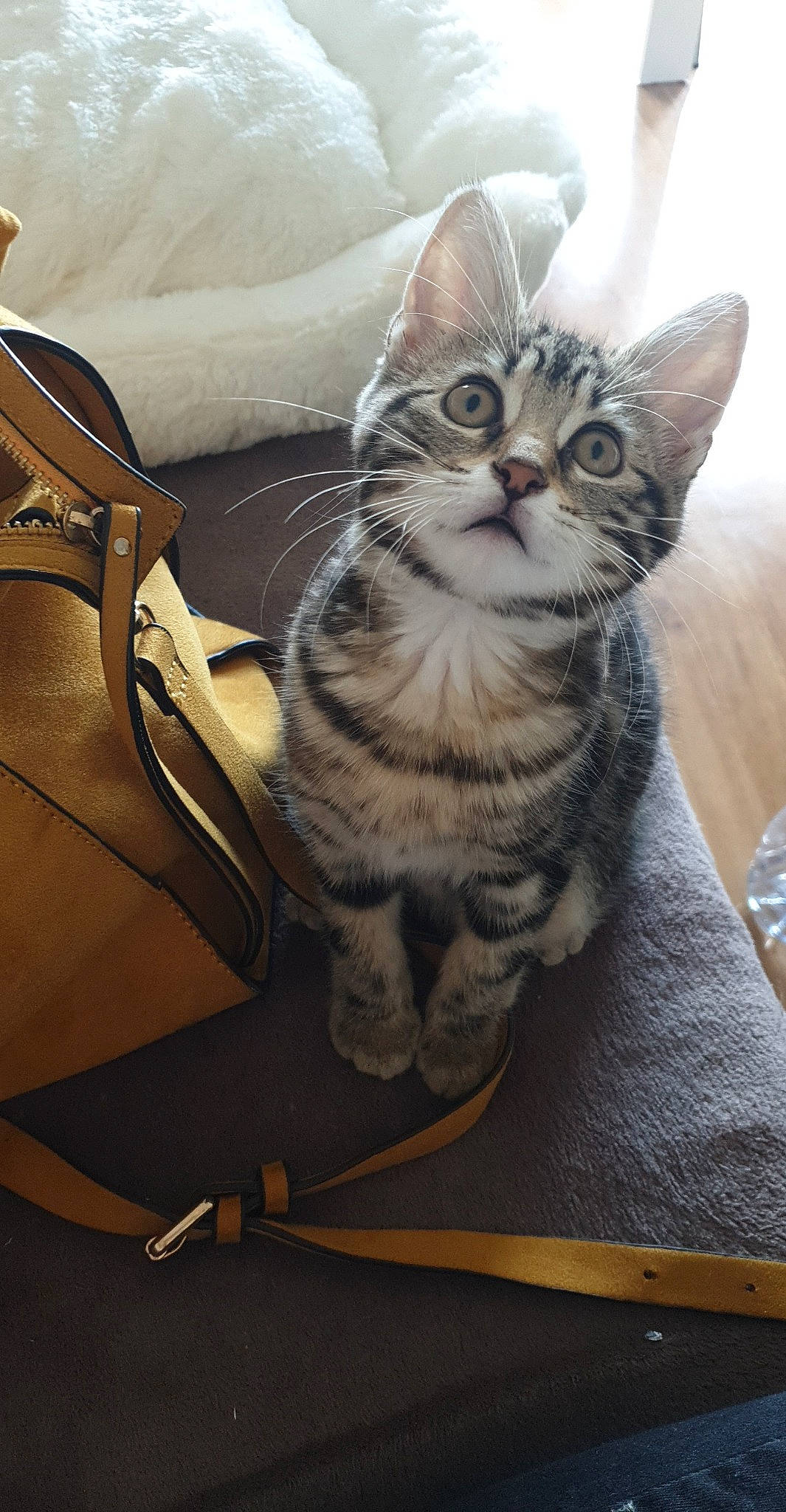 Chypie a rejoint le concours — aidez-le/la à gagner de superbes lots ! bag, carnivore, cat, comfort, domestic_short_haired_cat, felidae, fur, grey, luggage_and_bags, metal, paw, sitting, small_to_medium_sized_cats, snout, tail, whiskers