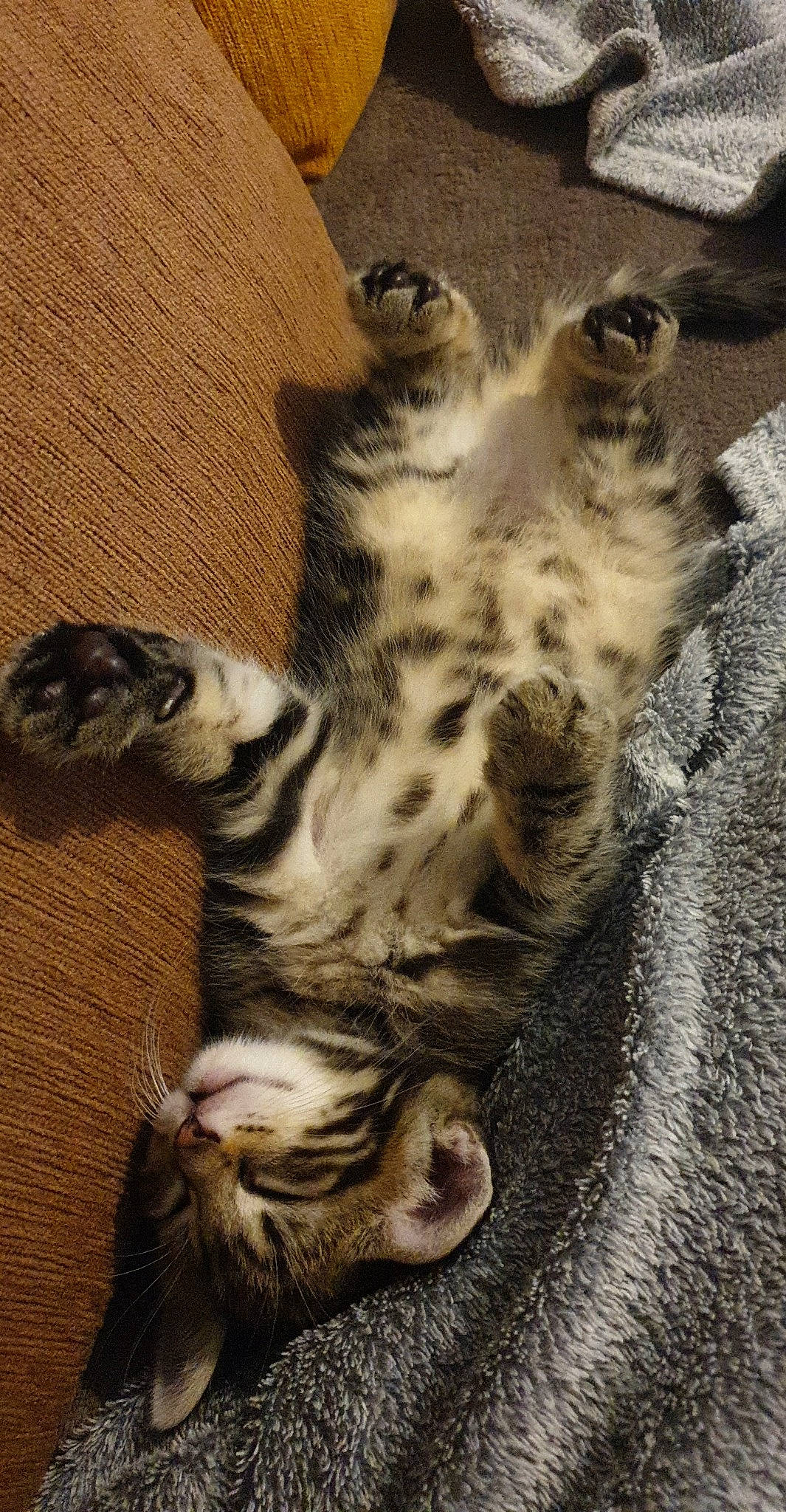 Chypie participe au concours pour gagner de l'argent avec cette photo : big_cats, carnivore, cat, claw, domestic_short_haired_cat, door, fawn, felidae, foot, fur, paw, small_to_medium_sized_cats, snout, tail, terrestrial_animal, toe, whiskers, wildlife, wood