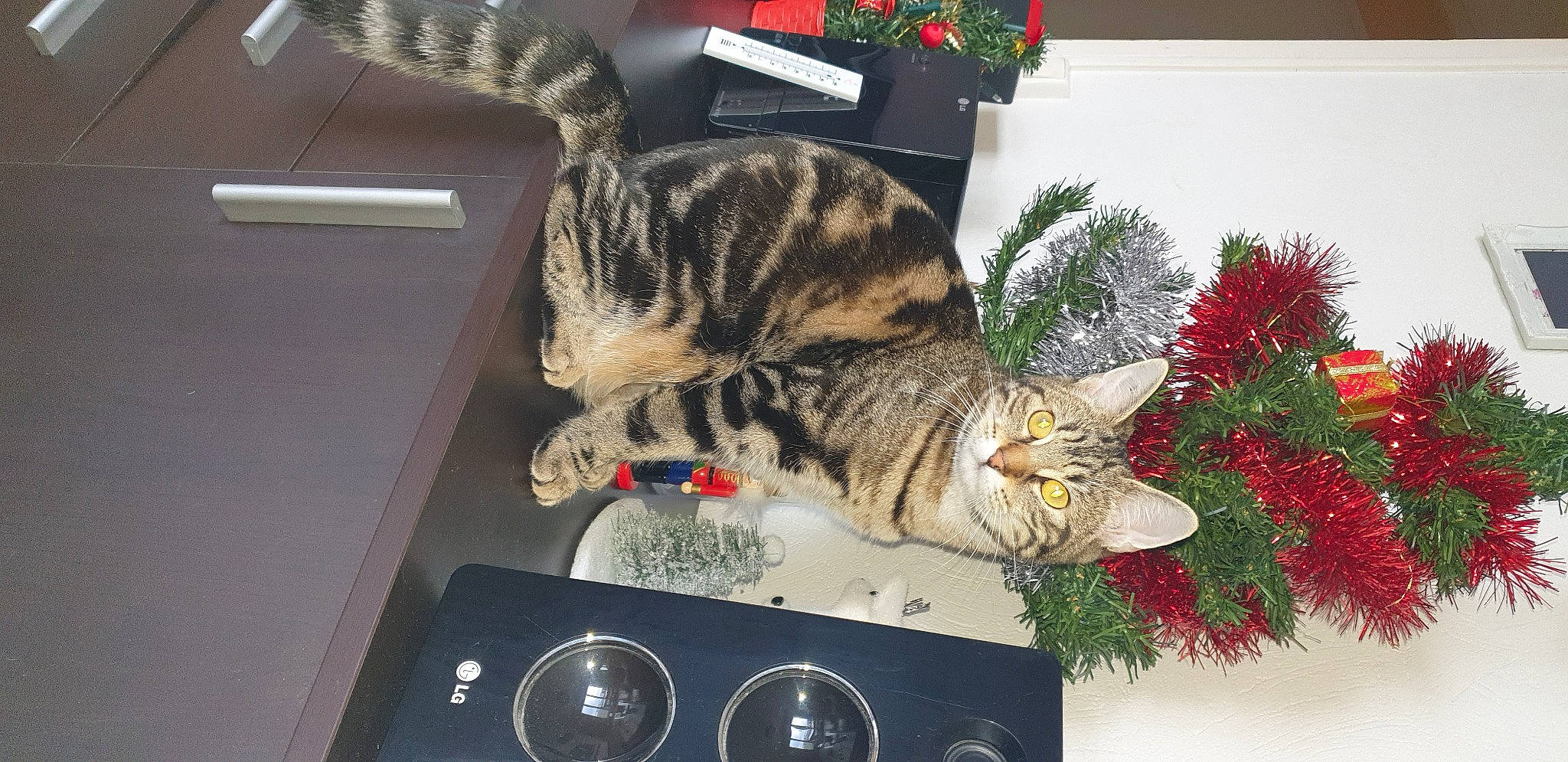 Chypie participe au concours pour gagner de l'argent avec cette photo : carnivore, cat, christmas, christmas_ornament, christmas_tree, domestic_short_haired_cat, event, felidae, fur, grass, holiday, holiday_ornament, home_appliance, houseplant, plant, room, small_to_medium_sized_cats, snout, tail, whiskers