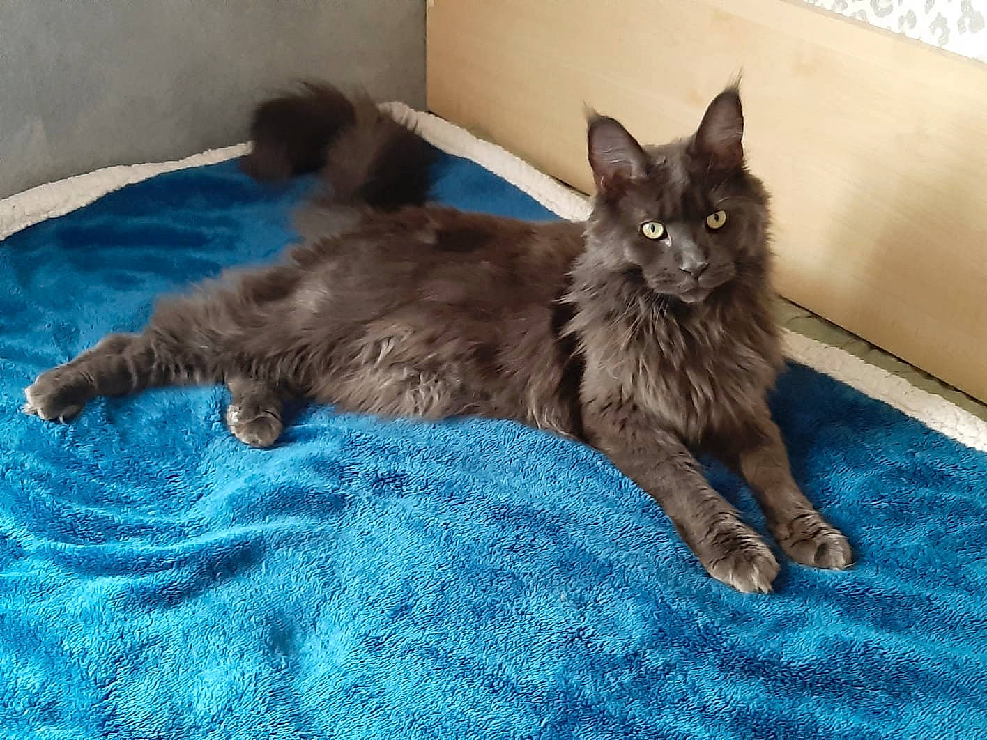 Nanook Et Phénix a rejoint le concours — aidez-le/la à gagner de superbes lots ! asian, asian_semi_longhair, carnivore, cat, cymric, domestic_long_haired_cat, domestic_short_haired_cat, fawn, felidae, kitten, liver, maine_coon, mammal, nebelung, oriental_longhair, persian, small_to_medium_sized_cats, tail, vertebrate, whiskers