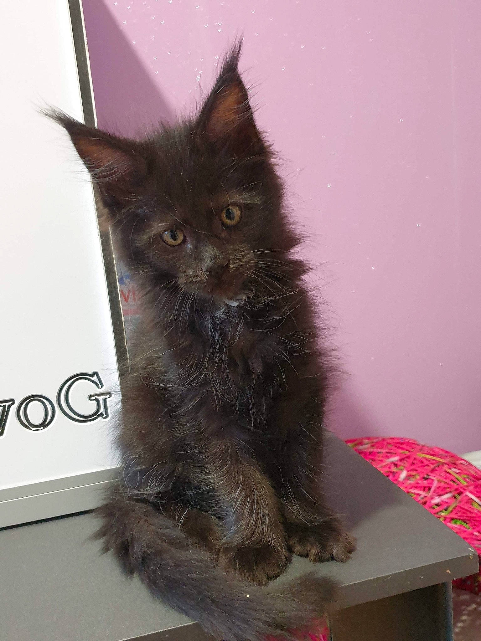 Nanook Et Phénix participe au concours pour gagner de l'argent avec cette photo : asian, black_cat, british_semi_longhair, carnivore, cat, domestic_long_haired_cat, domestic_short_haired_cat, felidae, kitten, laperm, maine_coon, mammal, nebelung, norwegian_forest_cat, ragamuffin, small_to_medium_sized_cats, vertebrate, whiskers