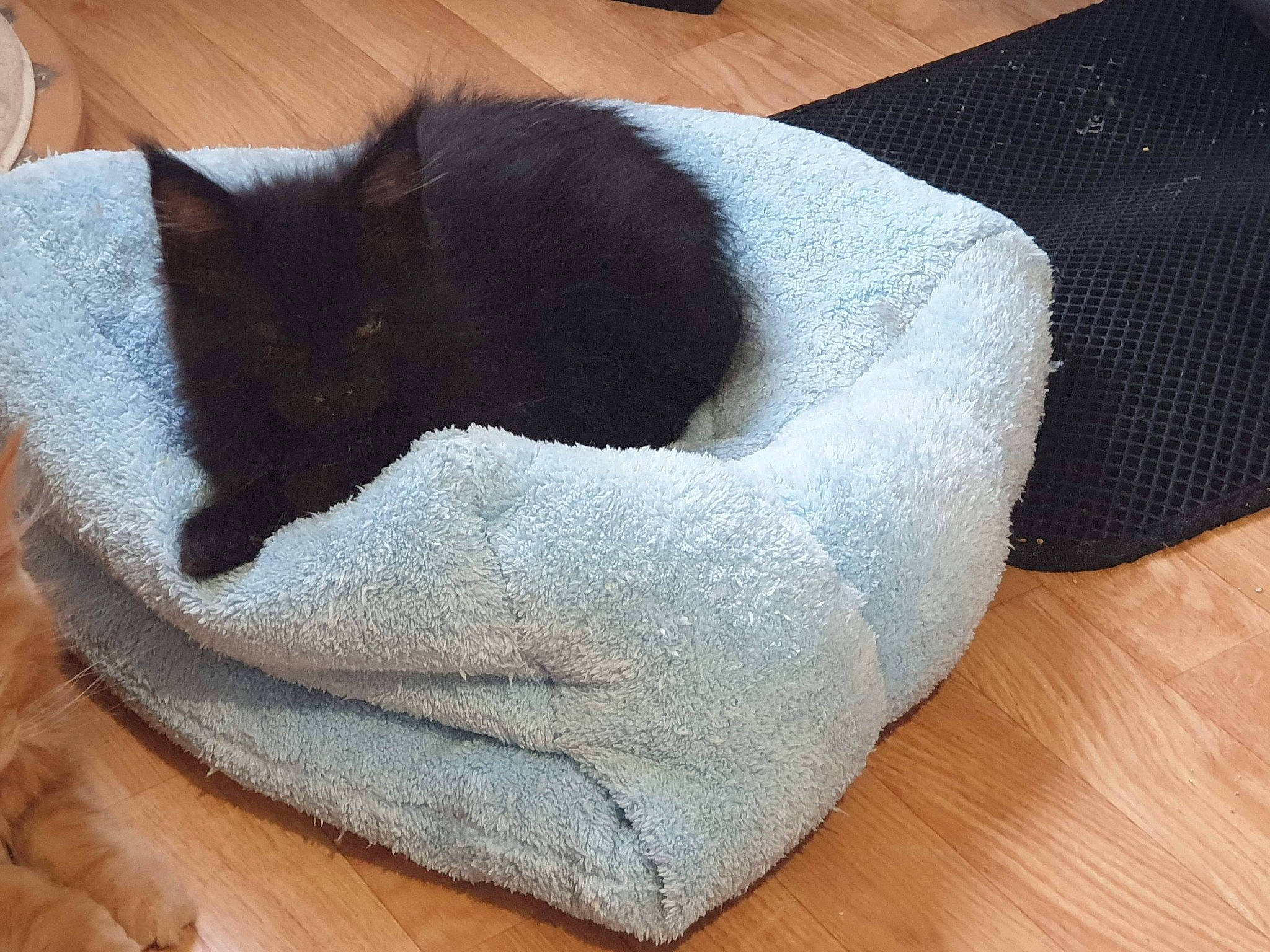 Nanook Et Phénix participe au concours pour gagner de l'argent avec cette photo : bean_bag_chair, black_cat, cat, cat_bed, cat_supply, comfort, ear, felidae, fur, nap, neck, small_to_medium_sized_cats, tail