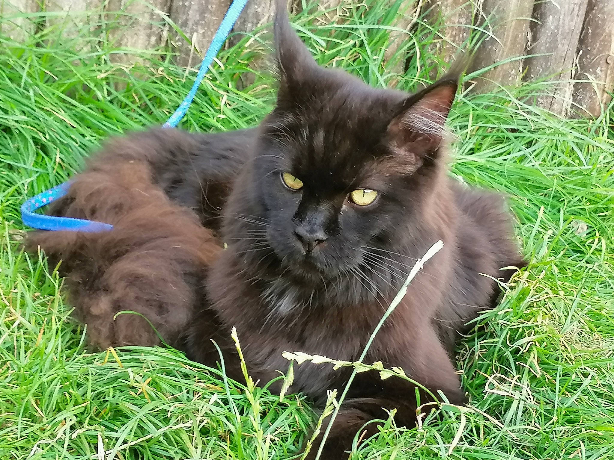 Nanook Et Phénix a rejoint le concours — aidez-le/la à gagner de superbes lots ! asian, asian_semi_longhair, british_semi_longhair, carnivore, cat, domestic_long_haired_cat, domestic_short_haired_cat, felidae, grass, maine_coon, mammal, nebelung, norwegian_forest_cat, plant, small_to_medium_sized_cats, vertebrate, whiskers