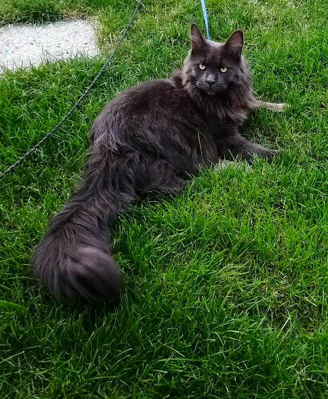 Nanook a rejoint le concours — aidez-le/la à gagner de superbes lots ! black_cat, carnivore, cat, domestic_short_haired_cat, felidae, fur, grass, groundcover, plant, small_to_medium_sized_cats, snout, tail, terrestrial_animal, whiskers