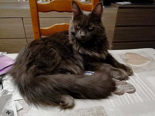 Nanook a rejoint le concours — aidez-le/la à gagner de superbes lots ! black_cat, carnivore, cat, claw, comfort, domestic_short_haired_cat, felidae, fur, grey, paw, serveware, small_to_medium_sized_cats, snout, tail, terrestrial_animal, whiskers