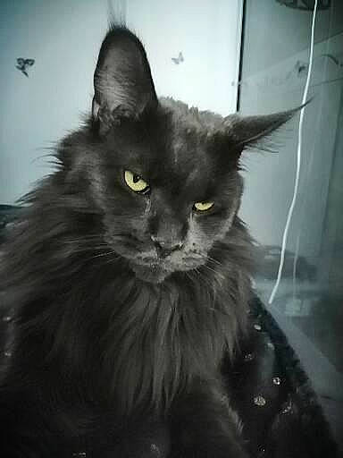 Nanook a rejoint le concours — aidez-le/la à gagner de superbes lots ! bird, black_cat, bombay, carnivore, cat, comfort, darkness, domestic_short_haired_cat, eye, felidae, fur, grey, monochrome, monochrome_photography, small_to_medium_sized_cats, snout, tail, terrestrial_animal, whiskers, window