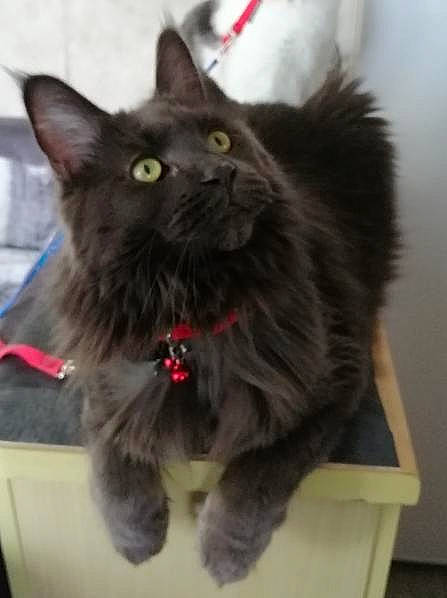 Nanook participe au concours pour gagner de l'argent avec cette photo : black_cat, box, british_longhair, carnivore, cat, cat_toy, claw, domestic_short_haired_cat, felidae, fur, grey, maine_coon, paw, small_to_medium_sized_cats, snout, tail, whiskers