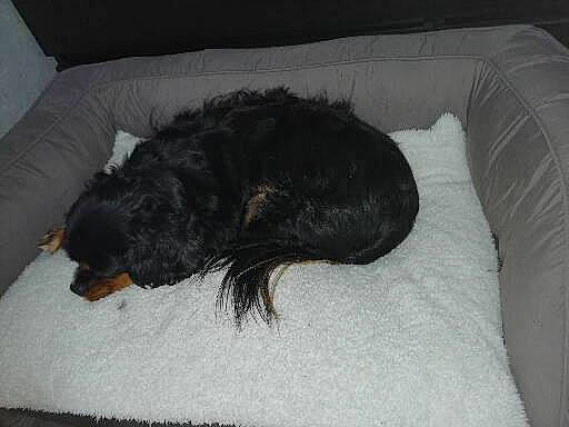 Benji a rejoint le concours — aidez-le/la à gagner de superbes lots ! carnivore, comfort, companion_dog, couch, dog, dog_breed, fur, liver, nap, snout, sporting_group, tail, terrestrial_animal, terrier, working_animal