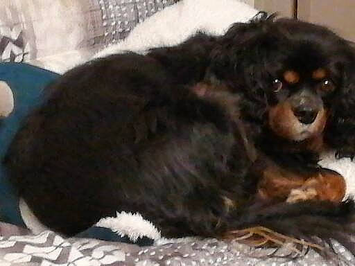 Benji participe au concours pour gagner de l'argent avec cette photo : bored, canidae, carnivore, comfort, companion_dog, dog, dog_breed, fur, gaddi_kutta, liver, puppy, small_greek_domestic_dog, spaniel, sporting_group, terrestrial_animal, working_animal, working_dog