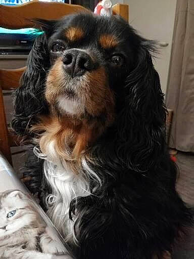 Benji a rejoint le concours — aidez-le/la à gagner de superbes lots ! canidae, carnivore, cavalier_king_charles_spaniel, companion_dog, curtain, dog, dog_breed, fawn, fur, king_charles_spaniel, liver, smile, snout, spaniel, sporting_group, terrestrial_animal, toy_dog, whiskers, working_animal