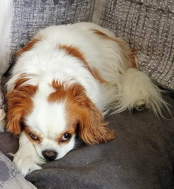 Lilou participe au concours pour gagner de l'argent avec cette photo : bored, canidae, carnivore, comfort, companion_dog, dog, dog_breed, ear, fawn, fur, gun_dog, liver, snout, spaniel, sporting_group, terrestrial_animal, toy_dog, whiskers, working_animal