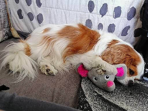 Lilou a rejoint le concours — aidez-le/la à gagner de superbes lots ! art, canidae, carnivore, companion_dog, dog, dog_breed, ear, fawn, felidae, fur, liver, paw, small_to_medium_sized_cats, snout, sporting_group, tail, toy, toy_dog, whiskers, working_animal