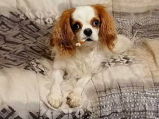 Lilou participe au concours pour gagner de l'argent avec cette photo : bored, canidae, carnivore, cavalier_king_charles_spaniel, companion_dog, dog, dog_breed, dog_supply, fawn, fur, gun_dog, king_charles_spaniel, liver, snout, spaniel, sporting_group, terrestrial_animal, toy_dog, working_animal