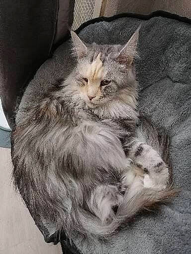 Nesty a rejoint le concours — aidez-le/la à gagner de superbes lots ! carnivore, cat, claw, comfort, couch, domestic_short_haired_cat, felidae, fur, grey, nap, paw, sitting, sleep, small_to_medium_sized_cats, snout, tail, whiskers