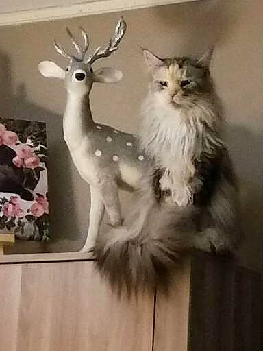 Nesty participe au concours pour gagner de l'argent avec cette photo : art, carnivore, cat, deer, elk, event, fawn, felidae, fur, metal, paw, photo_caption, picture_frame, reindeer, small_to_medium_sized_cats, snout, tail, terrestrial_animal, whiskers, window