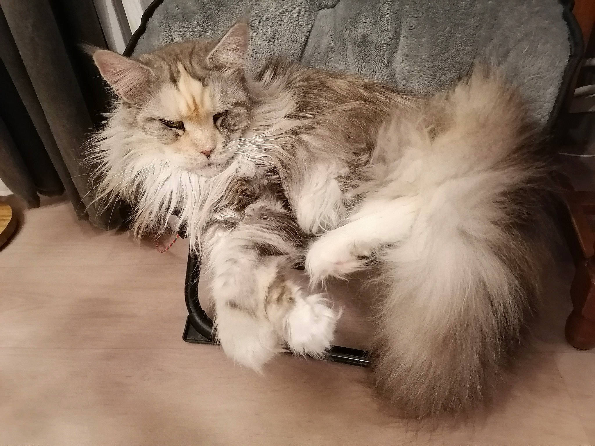 Nesty participe au concours pour gagner de l'argent avec cette photo : carnivore, cat, claw, comfort, felidae, foot, fur, maine_coon, paw, small_to_medium_sized_cats, snout, tail, terrestrial_animal, toe, whiskers