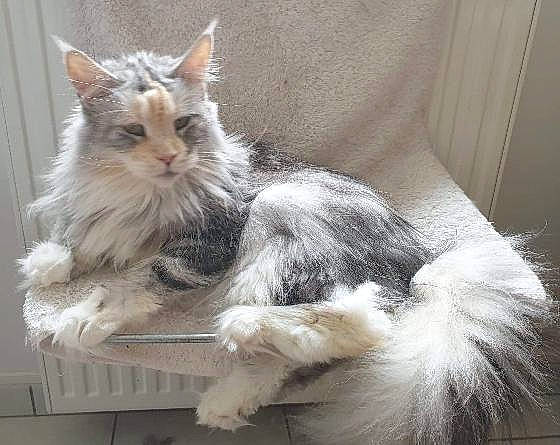 Nesty a rejoint le concours — aidez-le/la à gagner de superbes lots ! british_longhair, carnivore, cat, claw, comfort, curtain, fawn, felidae, fur, paw, small_to_medium_sized_cats, snout, tail, terrestrial_animal, whiskers, window