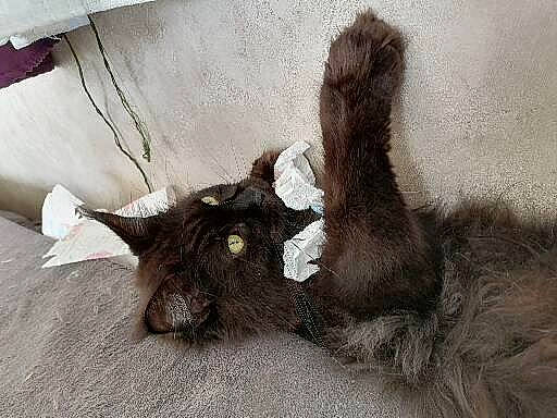 Phénix a rejoint le concours — aidez-le/la à gagner de superbes lots ! black_cat, canidae, carnivore, cat, claw, dog_breed, domestic_short_haired_cat, fawn, felidae, fur, grey, liver, paw, small_to_medium_sized_cats, snout, sporting_group, tail, terrestrial_animal, whiskers, working_animal