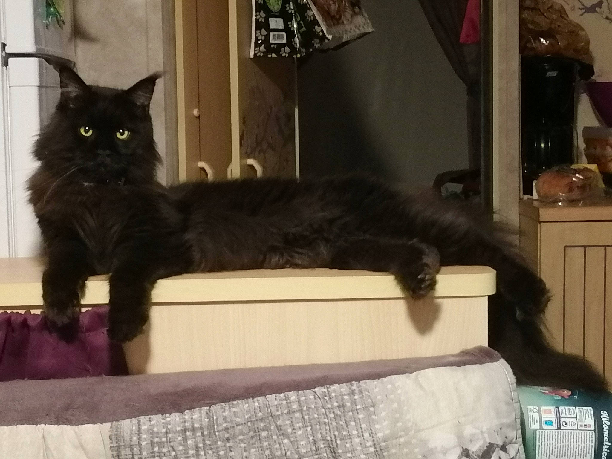 Phénix participe au concours pour gagner de l'argent avec cette photo : black_cat, bombay, cabinetry, carnivore, cat, claw, comfort, domestic_short_haired_cat, felidae, fur, grey, hardwood, mammal, picture_frame, room, small_to_medium_sized_cats, snout, tail, terrestrial_animal, whiskers