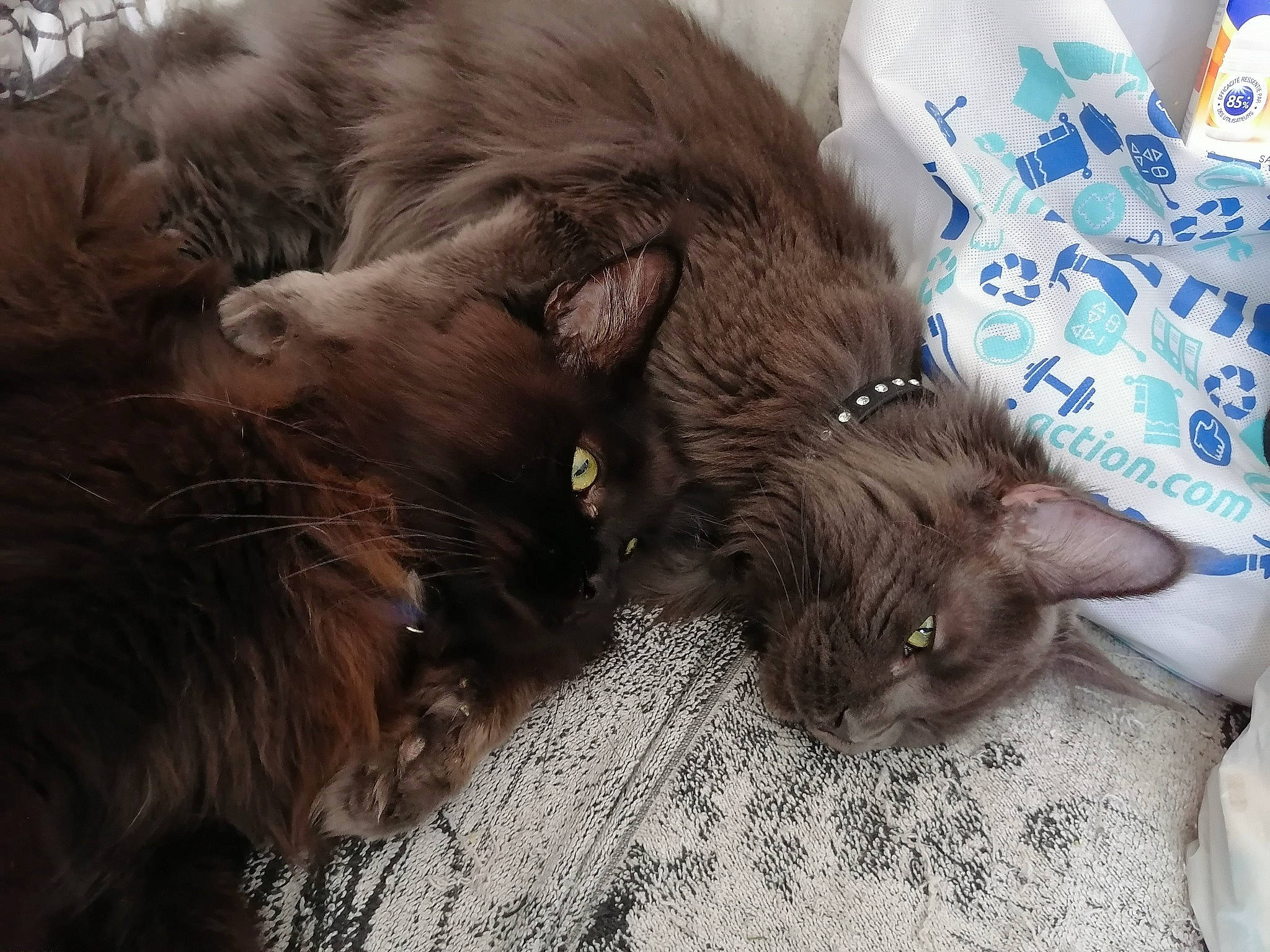 Phénix a rejoint le concours — aidez-le/la à gagner de superbes lots ! black_cat, carnivore, cat, claw, comfort, domestic_short_haired_cat, fawn, felidae, fur, grey, liver, mammal, nap, paw, small_to_medium_sized_cats, snout, tail, vertebrate, whiskers, working_animal