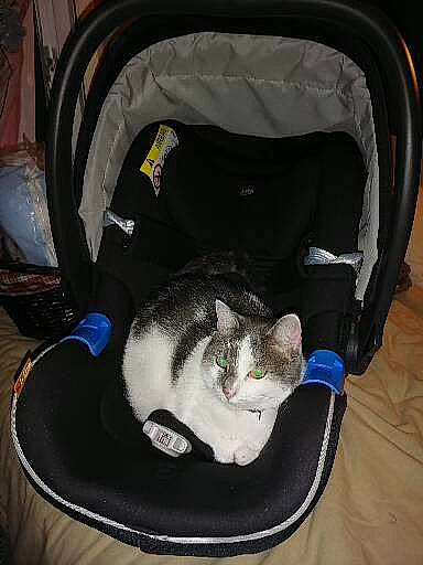 Chipie a rejoint le concours — aidez-le/la à gagner de superbes lots ! auto_part, automotive_lighting, automotive_tire, bag, baggage, black, carnivore, cat, cat_bed, cat_supply, comfort, domestic_short_haired_cat, felidae, fur, luggage_and_bags, pet_supply, small_to_medium_sized_cats, tail, trunk, whiskers