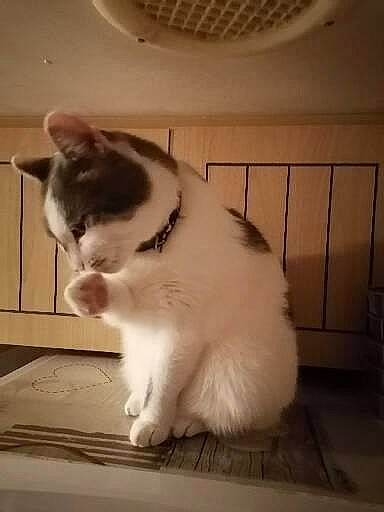 Chipie participe au concours pour gagner de l'argent avec cette photo : box, carnivore, cat, claw, comfort, domestic_short_haired_cat, felidae, flooring, foot, fur, hardwood, paw, pet_supply, sitting, small_to_medium_sized_cats, snout, tail, whiskers, window, wood