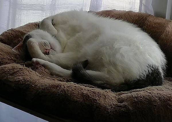 Chipie a rejoint le concours — aidez-le/la à gagner de superbes lots ! carnivore, cat, cat_bed, claw, comfort, fawn, felidae, fur, grey, linens, nap, natural_material, paw, sleep, small_to_medium_sized_cats, snout, tail, terrestrial_animal, whiskers, window