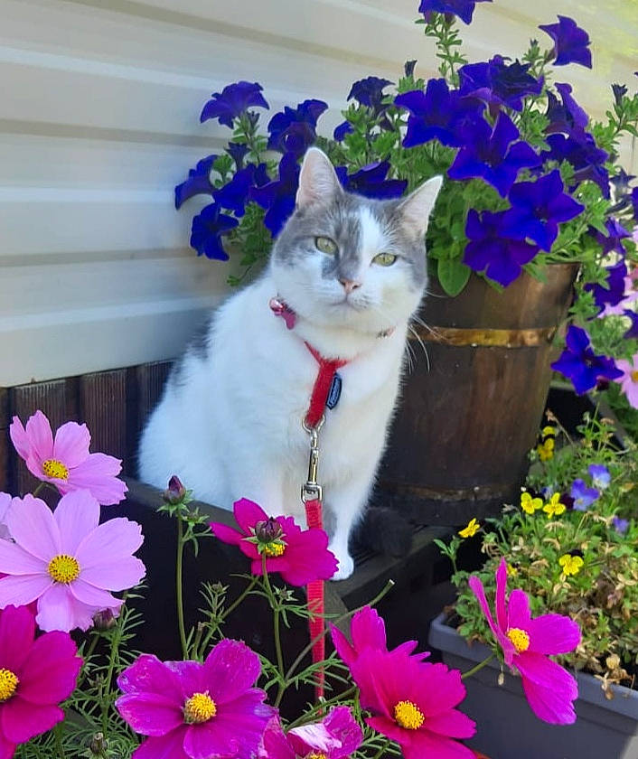 Chipie participe au concours pour gagner de l'argent avec cette photo : annual_plant, art, blue, botany, carnivore, cat, felidae, flower, flowering_plant, grass, groundcover, herbaceous_plant, magenta, petal, plant, small_to_medium_sized_cats, spring, tail, whiskers, wildflower