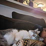 Meow Meow joined the competition — help win amazing prizes! cat, sleeping, pillow, pattern, couch, indoor, plant, pot, glasses, person, relaxing, cozy, feline, fur, whiskers, resting, home, living_room, comfort, nap