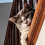 Meow Meow is registered to the contest to win money with this photo: cat, gray_and_white, paw, wooden_railing, balcony, curious, pet, indoor, close_up, animal, whiskers, feline, looking, home, stairs, vertical_bars, playful, cute, relaxed, domestic_cat