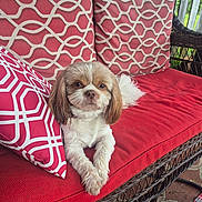 Annie is registered to the contest to win money with this photo: dog, small_dog, wicker_sofa, red_cushion, patterned_pillows, outdoor, pet, relaxed, fur, cute, portrait, canine, home, resting, furniture, dog_face, domestic_animal, comfort, sunlight, porch