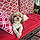 Annie