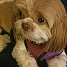 Annie is registered to the contest to win money with this photo: animal, brown, calm, close_up, cute, dog, ears, face, fluffy, fur, harness, indoor, looking_away, nose, paw, pet, portrait, resting, whiskers, white
