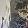 Annie is registered to the contest to win money with this photo: brown, carpet, collar, cozy, decor, dog, door, furniture, household_items, indoor, leash, patterned, pet, quiet, sitting, small_dog, stairs, table, white, wood