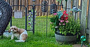 Annie joined the competition — help win amazing prizes! bird_ornament, chair, decorations, dog, fence, flower_pot, flowers, garden, grass, greenery, lantern, nature, outdoor, pet, relaxation, small_dog, summer, sunlight, wooden_fence, yard