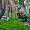 bird_ornament, chair, decorations, dog, fence, flower_pot, flowers, garden, grass, greenery, lantern, nature, outdoor, pet, relaxation, small_dog, summer, sunlight, wooden_fence, yard