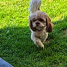adorable, animal, canine, companion, cute, daylight, dog, fluffy, friendly, fur, grass, mammal, nature, outdoor, pet, playful, small_dog, sunlight, walking, yard