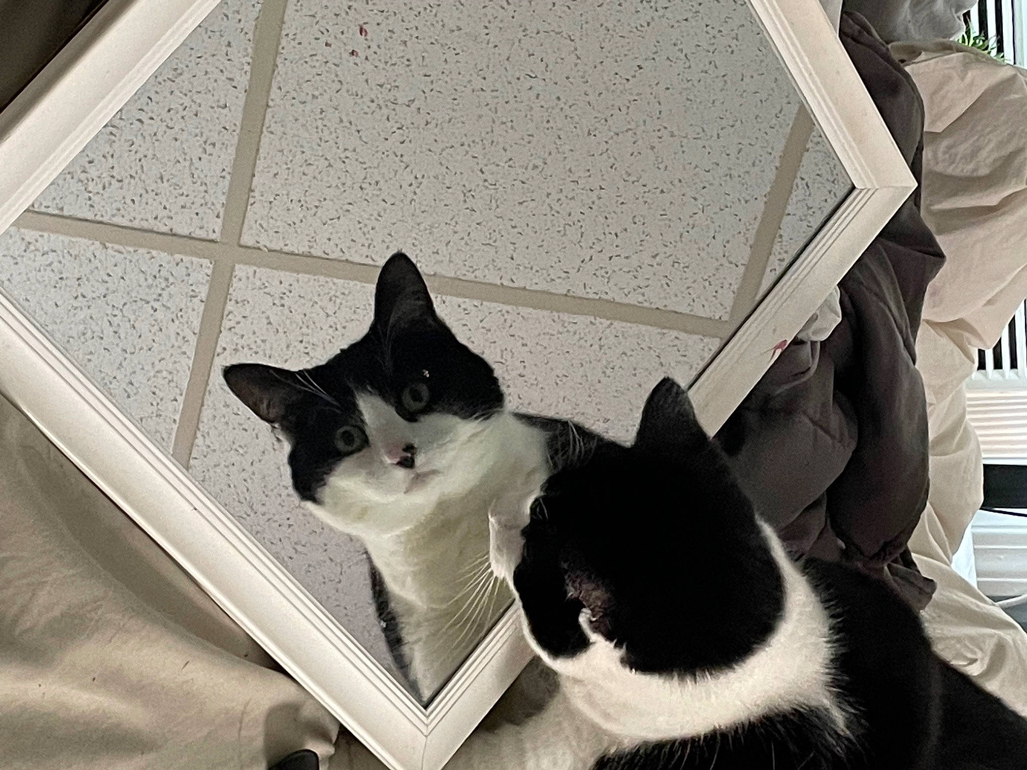 Penguin joined the competition — help win amazing prizes! black, black_and_white, box, carnivore, cat, comfort, domestic_short_haired_cat, felidae, flooring, fur, grey, light, monochrome, monochrome_photography, sitting, small_to_medium_sized_cats, snout, tail, whiskers, white