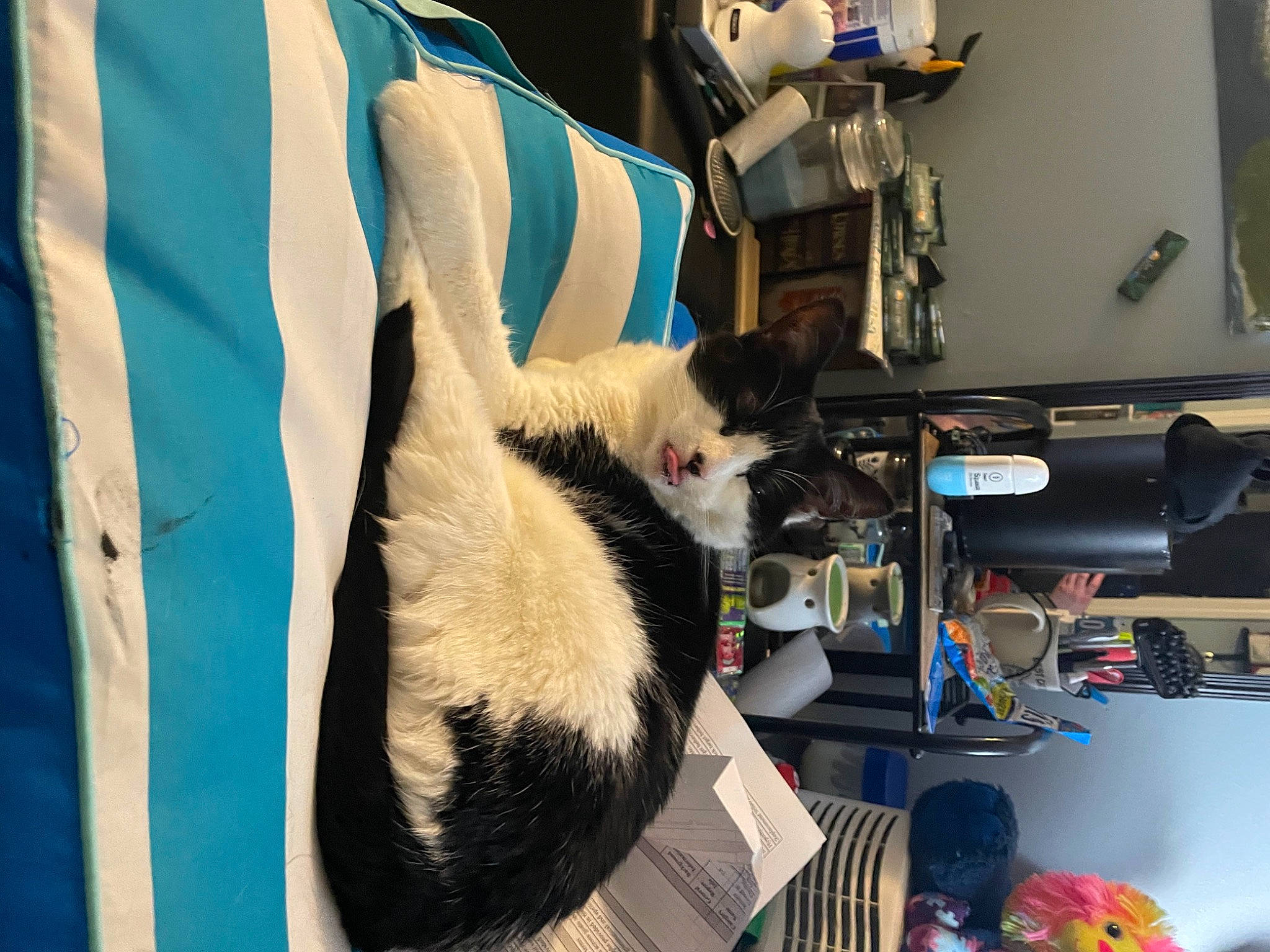 Penguin is registered to the contest to win money with this photo: bag, carnivore, cat, collar, comfort, companion_dog, desk, domestic_short_haired_cat, felidae, fur, machine, room, small_to_medium_sized_cats, tail, whiskers