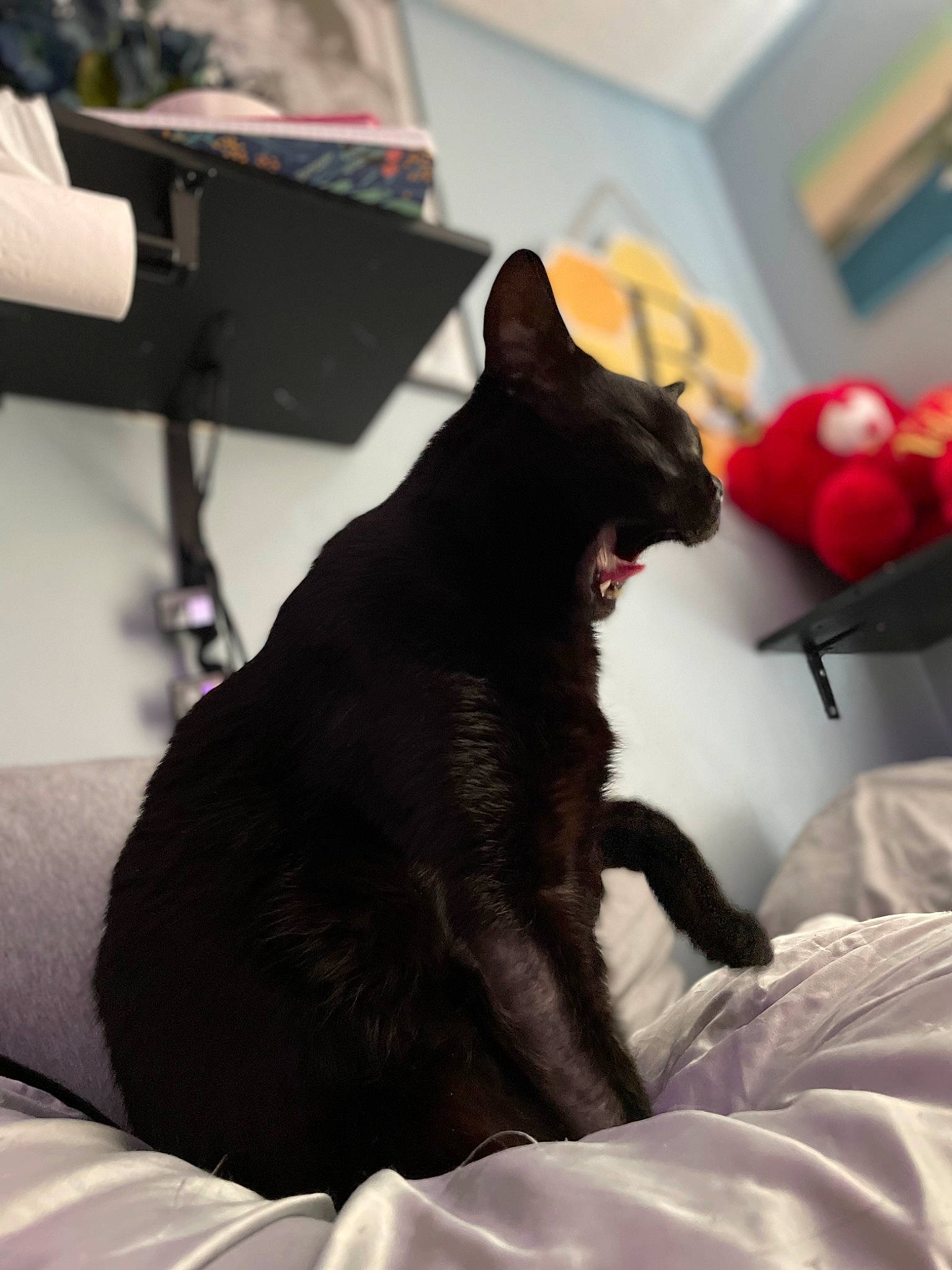 Diablo joined the competition — help win amazing prizes! black_cat, bombay, canidae, carmine, carnivore, cat, comfort, domestic_short_haired_cat, felidae, fur, linens, monochrome_photography, room, sitting, small_to_medium_sized_cats, snout, sporting_group, tail, whiskers