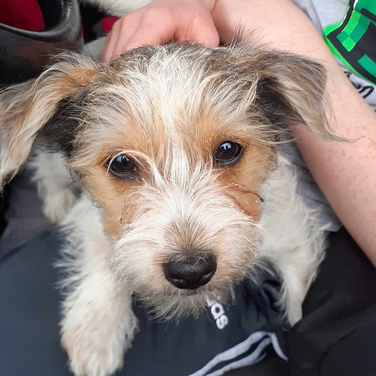 Bonnie is registered to the contest to win money with this photo: accessories, airedale, animal, baby, bodypart, canine, cockerspaniel, dog, finger, hand, hound, leash, machine, person, pet, poodle, puppy, strap, terrier, whitedog