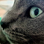 Iggy Hop a rejoint le concours — aidez-le/la à gagner de superbes lots ! cat, close_up, eye, fur, gray, blue_eye, whiskers, pet, animal, mammal, face, texture, macro, portrait, feline, nose, indoor, detail, soft, curious
