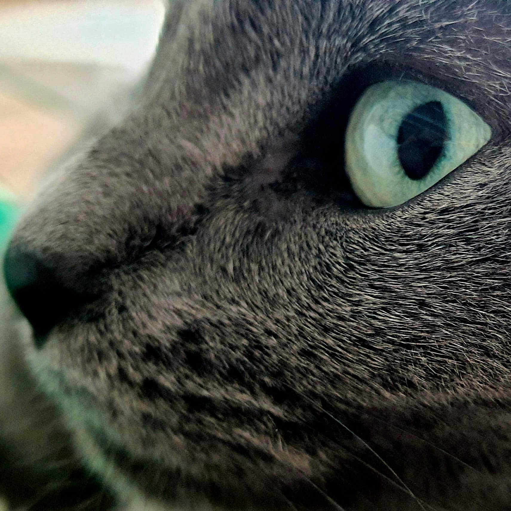 Iggy Hop a rejoint le concours — aidez-le/la à gagner de superbes lots ! animal, blue_eye, cat, close_up, curious, detail, eye, face, feline, fur, gray, indoor, macro, mammal, nose, pet, portrait, soft, texture, whiskers