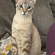 Caramelo joined the competition — help win amazing prizes! cat, pet, animal, feline, sitting, alert, indoor, couch, blanket, striped, fur, ears, eyes, whiskers, soft, cozy, home, furniture, purple, leather