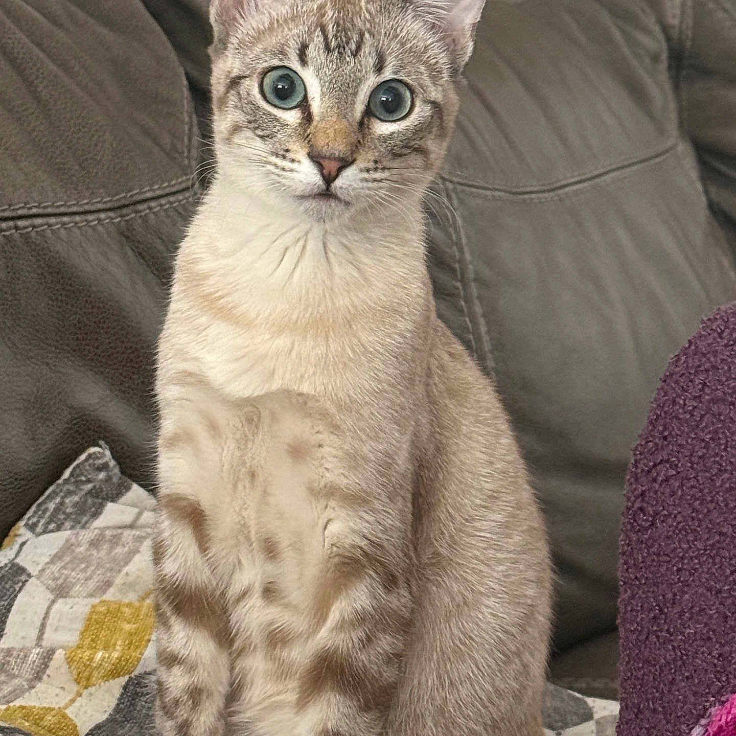 Caramelo joined the competition — help win amazing prizes! cat, pet, animal, feline, sitting, alert, indoor, couch, blanket, striped, fur, ears, eyes, whiskers, soft, cozy, home, furniture, purple, leather