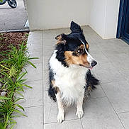 Volt participe au concours pour gagner de l'argent avec cette photo : dog, tricolor_dog, pet, sitting, fluffy, long_hair, black_fur, white_fur, brown_fur, animal, portrait, outdoor, porch, tiles, garden, plants, scooter, home, daylight, side_profile